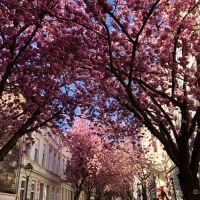 Bonn Kirschblüte, top départ pour la semaine des cerisiers en fleurs à Bonn