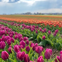 Des champs de tulipes à deux pas de Düsseldorf !